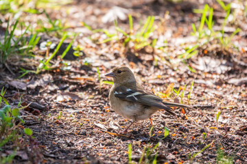 Common chaffinch female, Fringilla coelebs, sits on the ground in spring. Common chaffinch in wildlife.