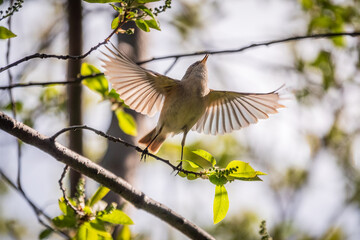 Common chiffchaff, lat. phylloscopus collybita, in flight and taking off from a branch