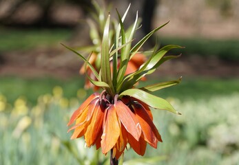 Beautiful orange color of Crown Imperial flowers, also known as Fritillaria Imperialis, blooming in...