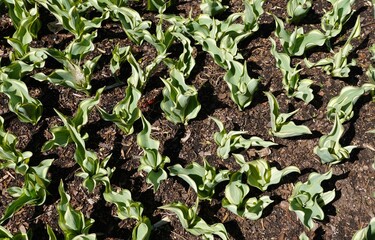 Variegated leaves of Darwin Hybrid tulip sprouted in the early Spring