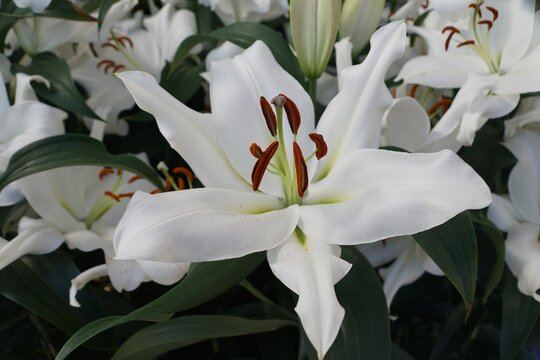 Beautiful white color of Oriental Trumpet Lily Zambesi flower