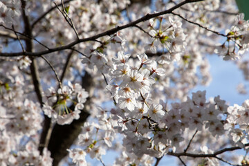 満開の桜