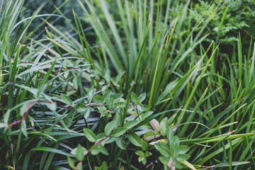 detail of lush tropical plants and grasses outdoor in sunny backyard