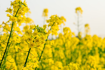 Yellow rape flowers bloom in the spring season