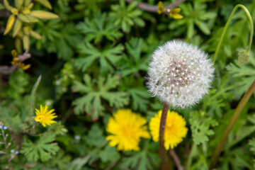タンポポ　綿毛