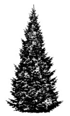 Silhouette of a tree on a white background. Realistic black and white illustration of a spruce tree.