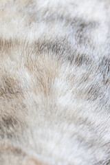 Close up of fur of a cat