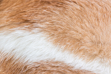 Close up of fur of a cat