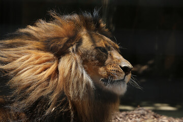 Proud lion with thick mane