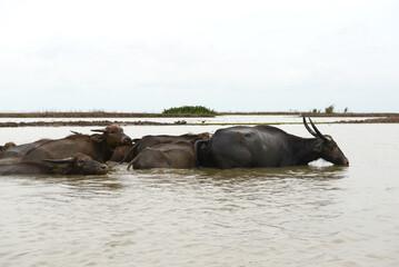 Fototapeta na wymiar Water Buffalo Masses In Wetland At Thale Noi, Phatthalung Provinceม, Thailand