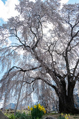 一本桜と水仙