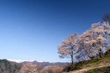 白馬三山と桜