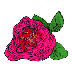 Rose isolated vector illustration. Flower with leaves isolated as a logo, blank for designers