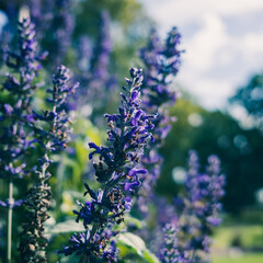 Salvia flower