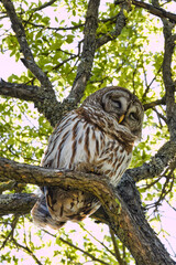 Barred owl, Strix varia. 