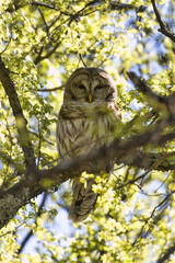 Barred owl, Strix varia. 