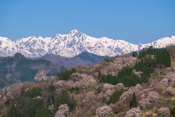 Fototapeta na wymiar 春山と桜