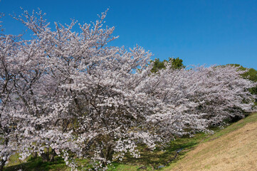 笠原桜公園の桜