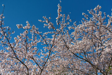 笠原桜公園の桜