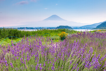 Fuji Mountain and Lavender Field in Summer at Oishi Park, Kawaguchiko lake, Yamanashi, Japan