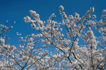 笠原桜公園の桜