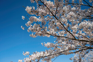 笠原桜公園の桜