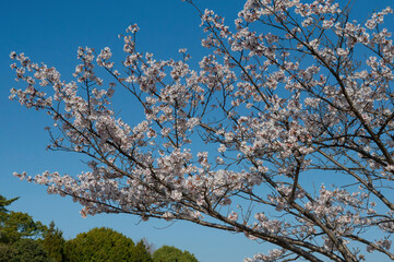 笠原桜公園の桜