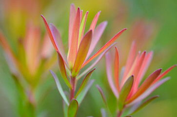 Leucadendron 