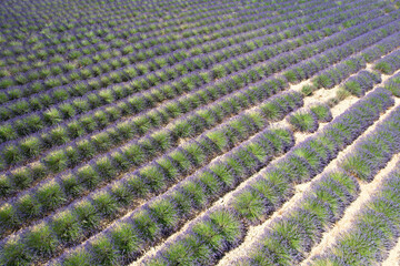 Aerial view of the lavender fields on the Plateau de Valensole in the Alpes-de-Haute-Provence in the South of France