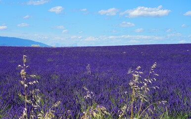 Fototapeta premium View of purple lavender fiels on the Plateau de Valensole in Provence, France