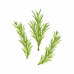 Rosemary. A green sprig of rosemary. Medicinal plant. Fragrant plant for seasoning. Vector illustration isolated on a white background