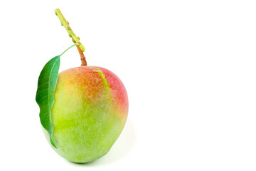 Mango with poles and leaves green, red of mango cultivar R2E2.isolated on white background.