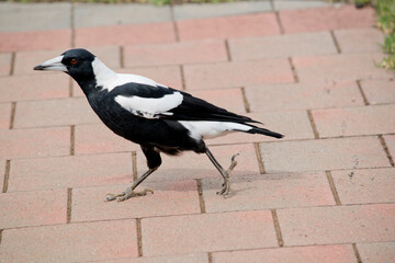 this is a side view of a magpie