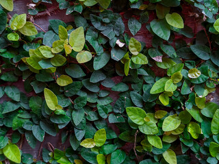 Fresh green leaves "Ficus pumila"