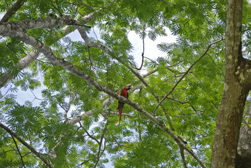 A lush tropical jungle canopy where a colorful parrot perches