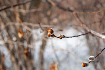 Willow branches with green catkins on a blurred background