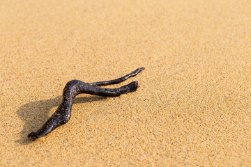 Fototapeta na wymiar Dry tree branch on sandy beach, outdoor day light, nature background