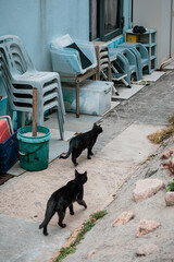 Stray cats in small town, Hong Kong, black cats