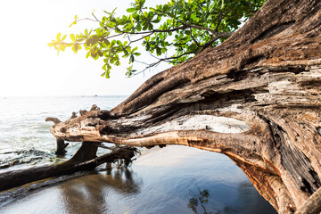 Old dead tree on black sand beach, Nang Thong beach in Khao Lak, Thailand, nature and environmental concept background