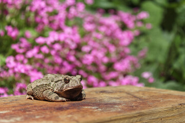 Texas Toad Anaxyrus speciosus in Flower Garden With Blurred Flowers