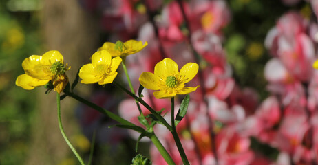 Texas Wildflower Yellow Buttercup Ranunculus bulbosus - Bulbous Buttercup