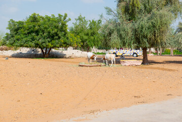 antelopes walk in the zoo in dubai