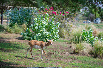 young antelopes run around the zoo in dubai