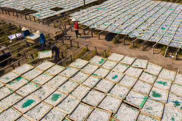The process of drying anchovies to make Phu Quoc fish sauce