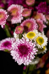 Obraz premium Close-up of bunches of various chrysanthemums for sale in a flower shop