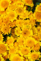 Close-up of bunches of various chrysanthemums for sale in a flower shop