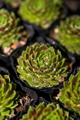 Close-up of various succulents for sale in a flower shop