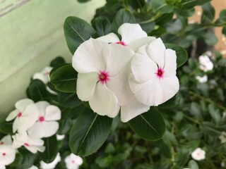 beautiful flower white and pink color with leaf green nature background fresh natural for flyer, poster and etc