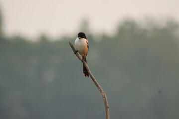 Black capped Chickadee (Poecile atricapillus) perches on a branch