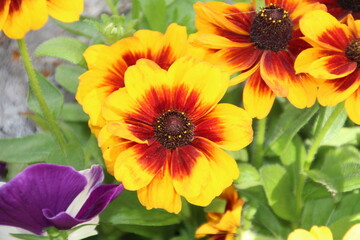 Fototapeta premium yellow and orange flowers